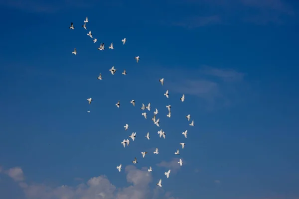 Bando Pombos Voadores Brancos Voando Contra Belo Céu Azul Verão — Fotografia de Stock