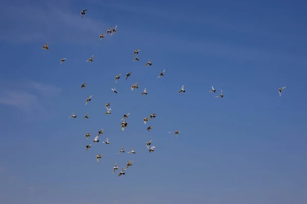 Bando Pombos Voadores Brancos Voando Contra Belo Céu Azul Verão — Fotografia de Stock