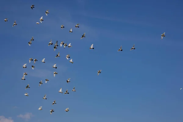 Hejno Bílých Létajících Holubů Letících Proti Krásné Letní Modré Obloze — Stock fotografie