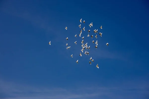 Beyaz Uçan Güvercin Sürüsü Güzel Bir Yaz Masmavi Gökyüzüne Doğru — Stok fotoğraf