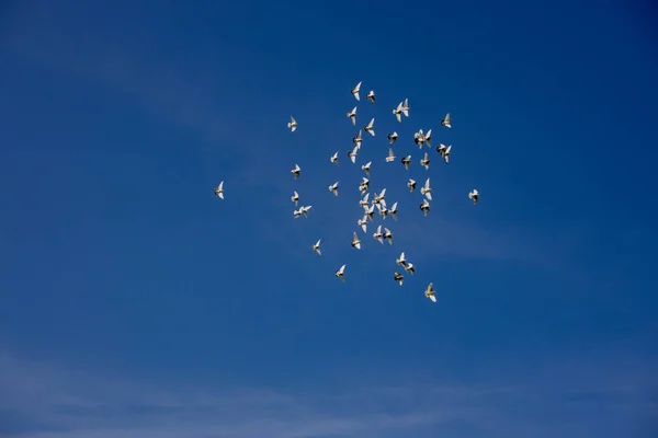 Bando Pombos Voadores Brancos Voando Contra Belo Céu Azul Verão — Fotografia de Stock