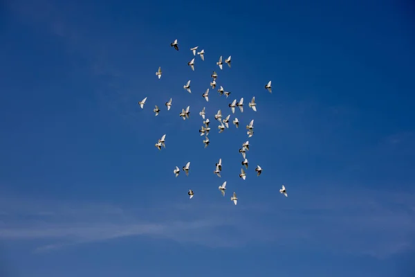 Bando Pombos Voadores Brancos Voando Contra Belo Céu Azul Verão — Fotografia de Stock