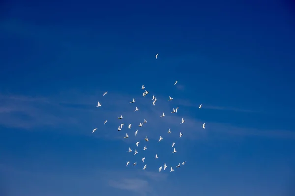 구름을 아름다운 여름푸른 하늘을 날아가는 비둘기 — 스톡 사진