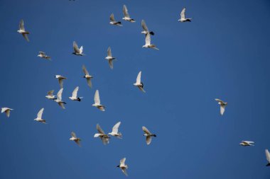 Beyaz uçan güvercin sürüsü güzel bir yaz masmavi gökyüzüne doğru uçuyor.