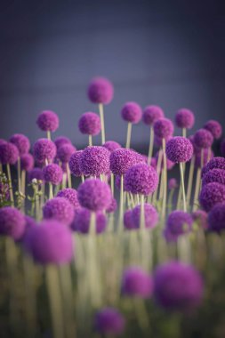 Güzel, büyük, mor çiçekler yazın başlarında sarımsak çiçekleri açıyor.