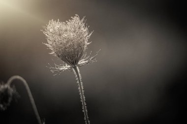 Güzel, narin, narin, beyaz çayır çiçeği. Sakin bir arka planda sıcak yaz güneşi ile aydınlatılıyor.