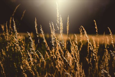Güzel yaz yabani otlar sıcak öğleden sonra güneşi çayırda