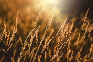 Güzel yaz yabani otlar sıcak öğleden sonra güneşi çayırda