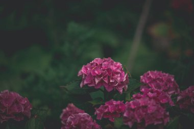 Bahçedeki yeşil arka planda güzel narin yaz ortancaları.