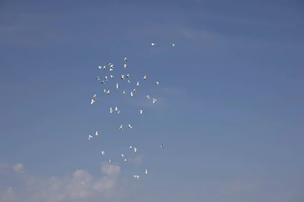 Bando Pombos Voadores Brancos Voando Contra Belo Céu Azul Verão — Fotografia de Stock