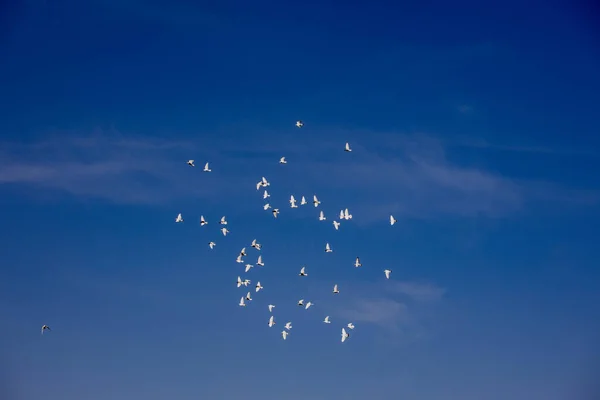 Stol Porumbei Zburători Albi Care Zboară Împotriva Unui Cer Albastru — Fotografie, imagine de stoc