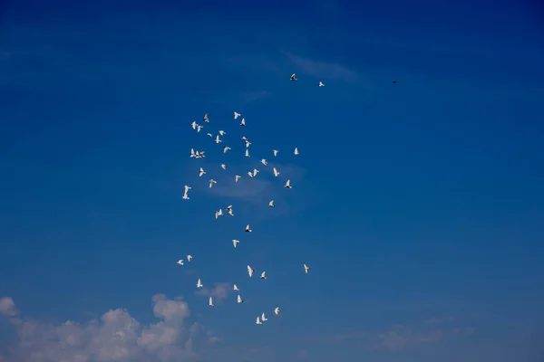 白い雲と美しい夏の青い空を飛ぶ白いハトの群れ — ストック写真