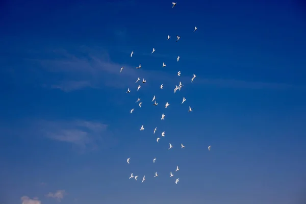 Bando Pombos Voadores Brancos Voando Contra Belo Céu Azul Verão — Fotografia de Stock