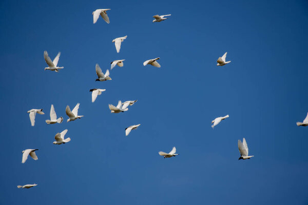 a flock of white flying pigeons flying against a beautiful summer blue sky with white clouds