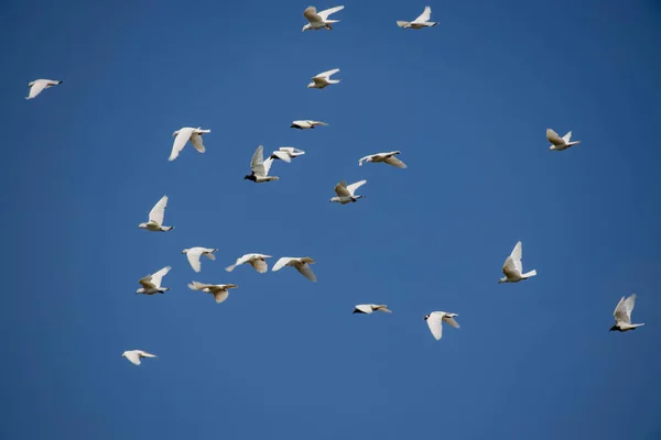 Bando Pombos Voadores Brancos Voando Contra Belo Céu Azul Verão — Fotografia de Stock