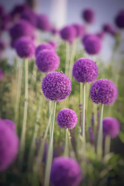 Vackra Stora Lila Blommor Blommande Prydnads Vitlök Början Sommaren — Stockfoto