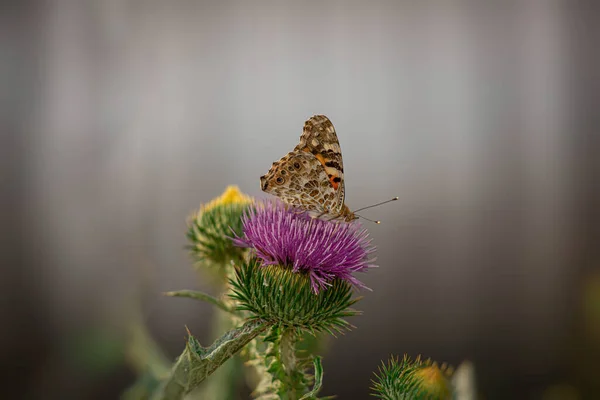 Güzel Yaz Kelebeği Öğleden Sonra Güneşinde Açan Mor Devedikeni Çiçeğinin — Stok fotoğraf