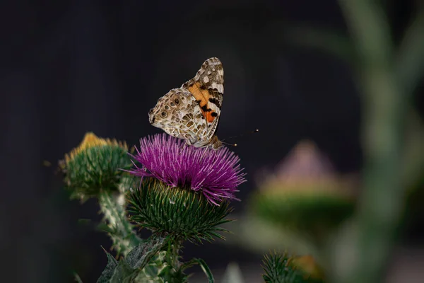 Piękny Letni Motyl Siedzący Kwitnącym Fioletowym Kwiatku Ostu Późnym Popołudniowym — Zdjęcie stockowe