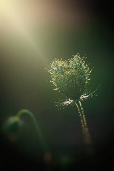 Piękny Delikatny Dziki Biały Łąka Kwiat Oświetlony Przez Ciepłe Słońce — Zdjęcie stockowe