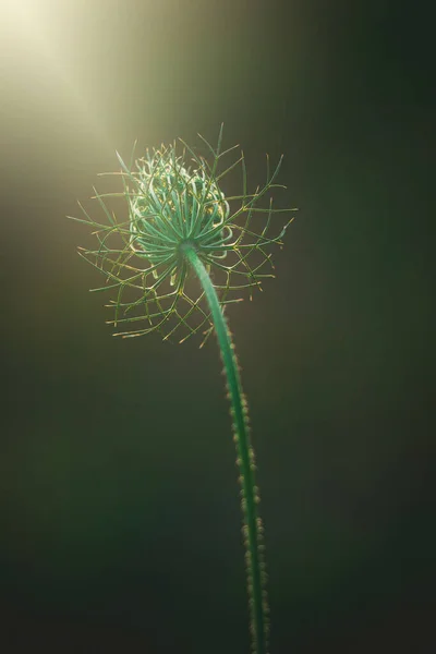 Hermosa Flor Delicada Pradera Blanca Salvaje Iluminada Por Cálido Sol — Foto de Stock