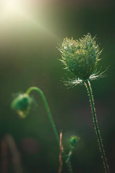 Indah Lembut Padang Rumput Putih Liar Bunga Dinyalakan Oleh Hangat — Stok Foto