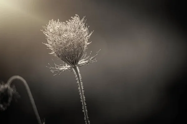 Indah Lembut Padang Rumput Putih Liar Bunga Dinyalakan Oleh Hangat — Stok Foto