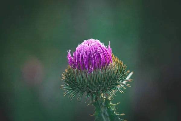 Mooie Zomer Paarse Distel Bloem Tussen Groen Een Wilde Weide — Stockfoto