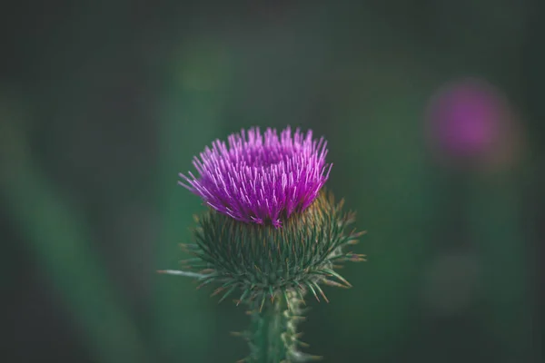 Krásná Letní Fialová Bodláková Květina Mezi Zelení Divoké Louce — Stock fotografie