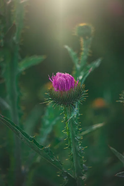 Krásná Letní Fialová Bodláková Květina Mezi Zelení Divoké Louce — Stock fotografie