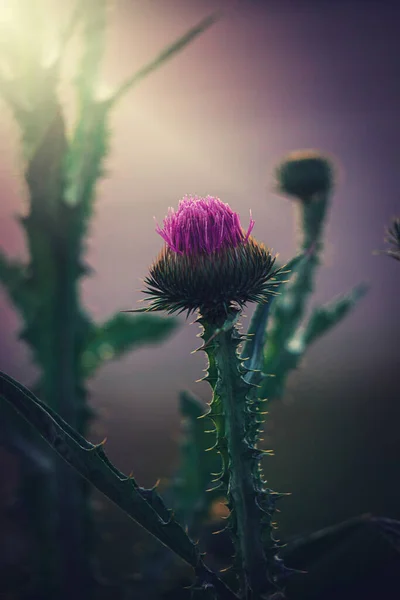 Όμορφο Καλοκαίρι Μωβ Γαϊδουράγκαθο Λουλούδι Ανάμεσα Στο Πράσινο Ένα Άγριο — Φωτογραφία Αρχείου