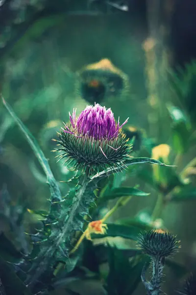 Bela Flor Cardo Roxo Verão Entre Vegetação Prado Selvagem — Fotografia de Stock