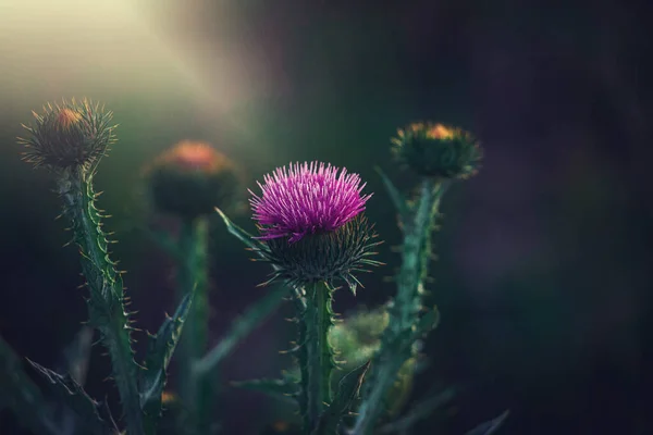 Krásná Letní Fialová Bodláková Květina Mezi Zelení Divoké Louce — Stock fotografie