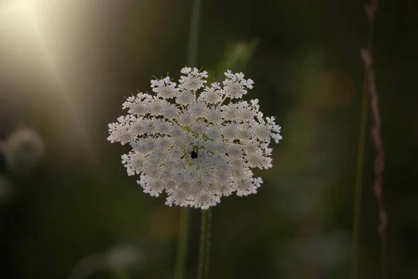 Beautiful Delicate Wild White Meadow Flower Lit Warm Evening Summer — Stock Photo, Image