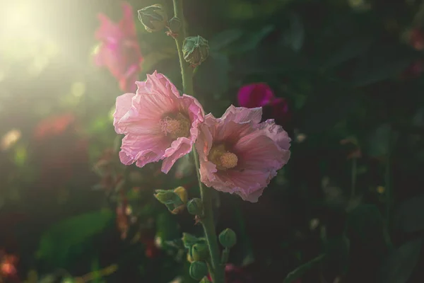 Güzel Yaz Çiçekleri Ilık Akşam Güneşinde Bahçede — Stok fotoğraf