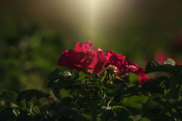 stock image beautiful colorful delicate wild rose illuminated by warm summer evening sun