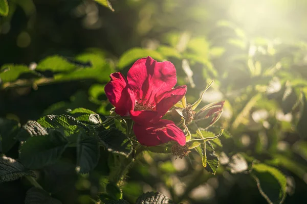 暖かい夏の夜の太陽に照らされた美しいカラフルな繊細な野生のバラ — ストック写真