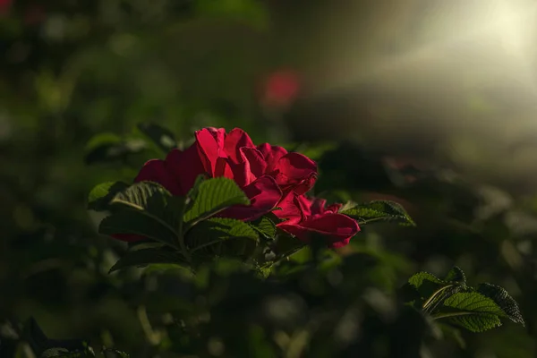 Güzel Renkli Narin Vahşi Bir Gül Ilık Yaz Akşamı Güneşiyle — Stok fotoğraf