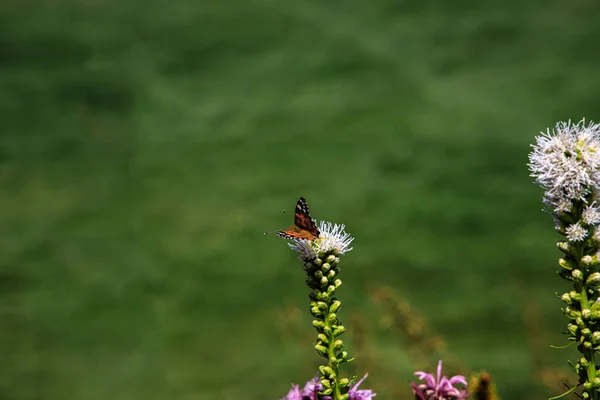 Schöne Freie Schmetterlinge Inmitten Der Blumen Stadtgarten Einem Warmen Sonnigen — Stockfoto