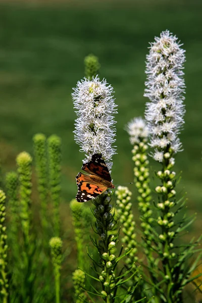 Beaux Papillons Gratuits Parmi Les Fleurs Dans Jardin Ville Par — Photo