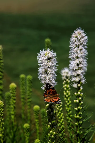 Schöne Freie Schmetterlinge Inmitten Der Blumen Stadtgarten Einem Warmen Sonnigen — Stockfoto