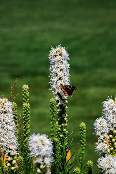 Vackra Fria Fjärilar Bland Blommorna Stadsträdgården Varm Solig Sommardag — Stockfoto