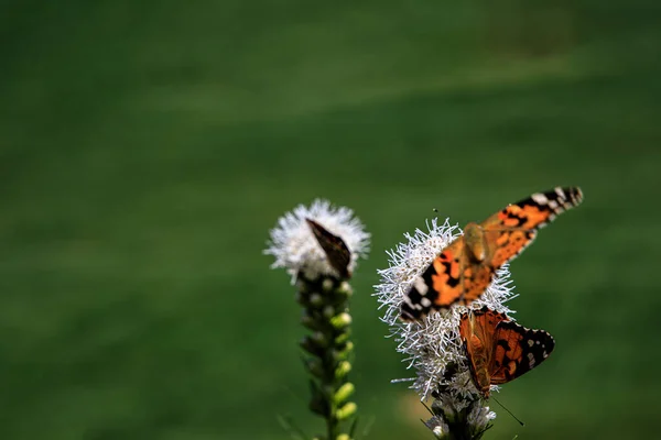 Piękne Motyle Wśród Kwiatów Miejskim Ogrodzie Ciepły Słoneczny Letni Dzień — Zdjęcie stockowe