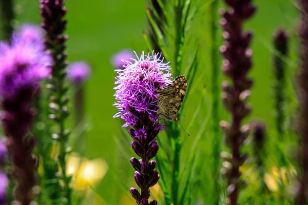 Güneşli bir yaz gününde, şehir bahçesindeki çiçeklerin arasında güzel, özgür kelebekler.,