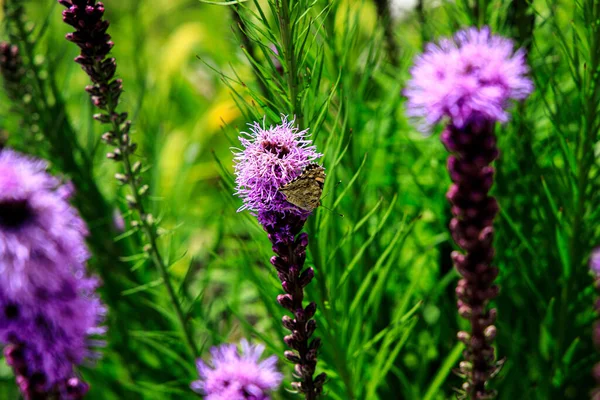 Güneşli bir yaz gününde, şehir bahçesindeki çiçeklerin arasında güzel, özgür kelebekler.,