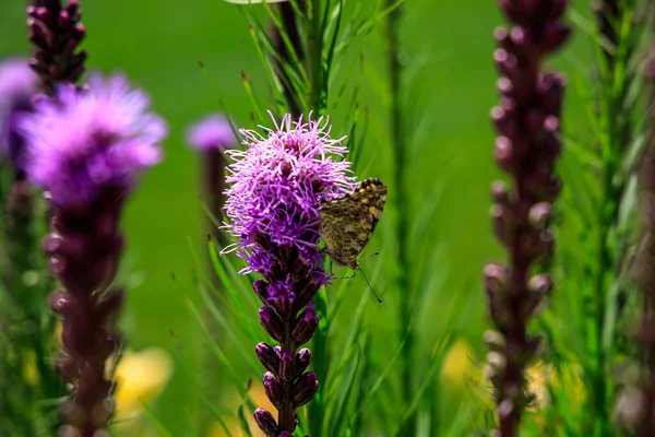 Piękne Motyle Wśród Kwiatów Miejskim Ogrodzie Ciepły Słoneczny Letni Dzień — Zdjęcie stockowe