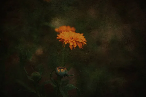 Hermosa Flor Naranja Creciendo Jardín Sobre Fondo Neutro Día Verano —  Fotos de Stock