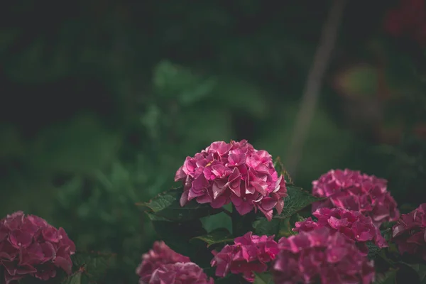 Schöne Zarte Sommerhortensienblüten Auf Grünem Hintergrund Garten — Stockfoto