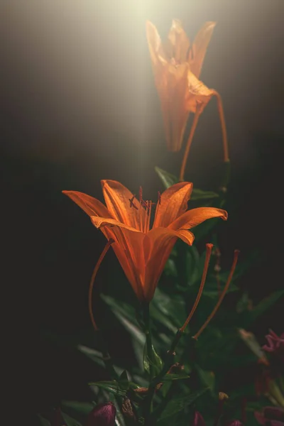 Beautiful Lily Flower Summer Garden Warm Afternoon Sun — Stock Photo, Image