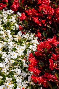 Polonya bayrağının beyaz ve kırmızı renklerinde narin çiçekleri olan güzel bir arkaplan.