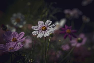Bahçede yetişen güzel, küçük yaz çiçekleri yeşil arka planda sıcak bir günde